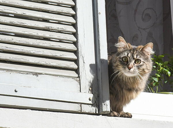 cat sitting on a windowsill