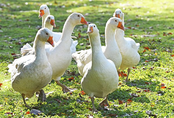 geese  on a farm