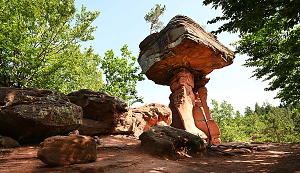 (Pfaelzer Forest 2019