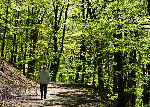 Fresh May green already in April 2020 in Sauerland