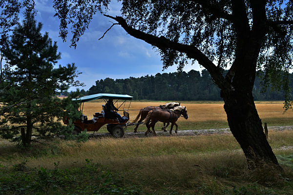 Frühe Heideblüte lockt Touristen in die Lüneburger Heide