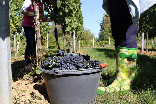 Weinlese: Handlese von Spätburgunder Weintrauben in der Pfalz (Weingut Norbert Groß, Meckenheim)