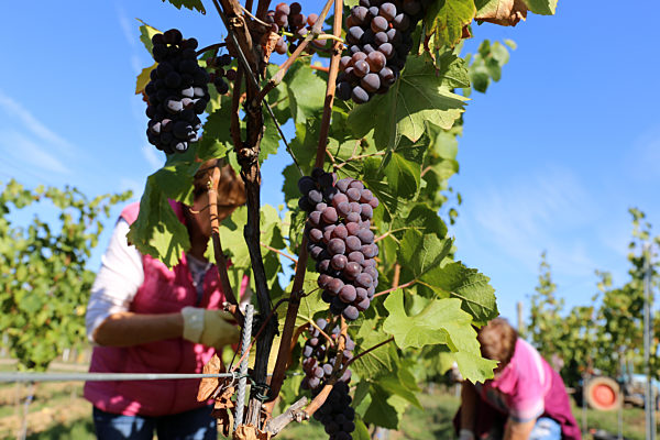 Weinlese: Handlese von Grauburgunder Weintrauben in der Pfalz (Weingut Norbert Groß, Meckenheim)