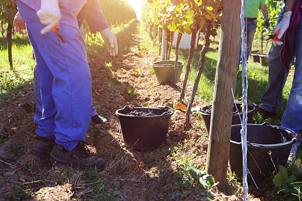 Weinlese: Handlese von Spätburgunder Weintrauben in der Pfalz (Weingut Norbert Groß, Meckenheim)