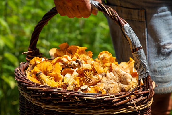 Mushroom Picker With A Basket Full Of Chanterelles