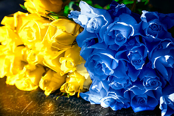 Ein Strauß Blumen Rosen in Gelb und Blau, Nationalfarben der Ukraine FOTOMONTAGE