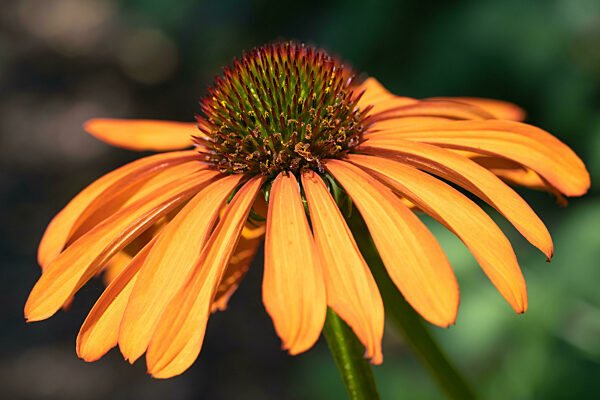 Coneflower Echinacea Purpurea , Flowers Of Summer