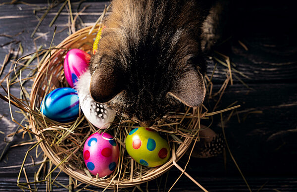 Tabby Pet Cat Sniffing Colorful Painted Eggs In A Nest, Easter Nest With Colored Easter Eggs