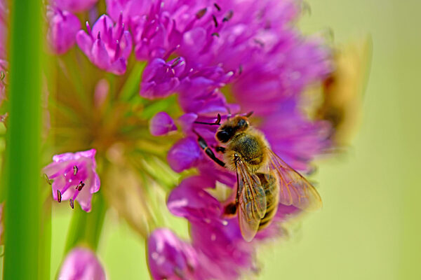 Bee On Flower Of An Allium