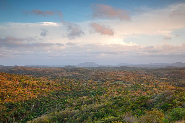 The forest of Cuba at sunset , caribbean, Cuba, Havana district