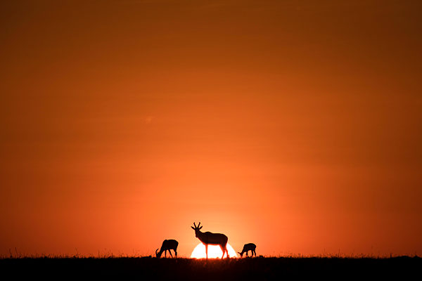 Topis (medium-sized antelope) in front of the rising sun. Maasai Mara, Kenya