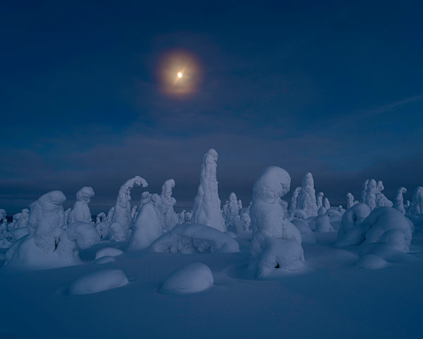 Moonrise over snow covered trees, Tykky, Kuntivaara, Kuusamo, Finland.