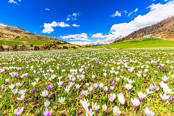 Flowering of Crocus nivea in Val Radons(Radons valley), Albula region, Canton of Grisons, Switzerland, Europe.