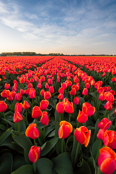 Tulip fields around Lisse