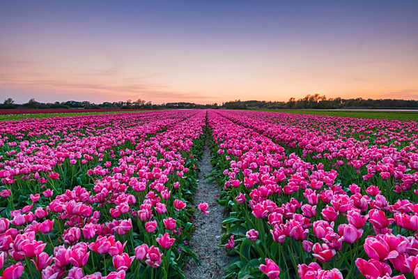 Tulip fields around Lisse