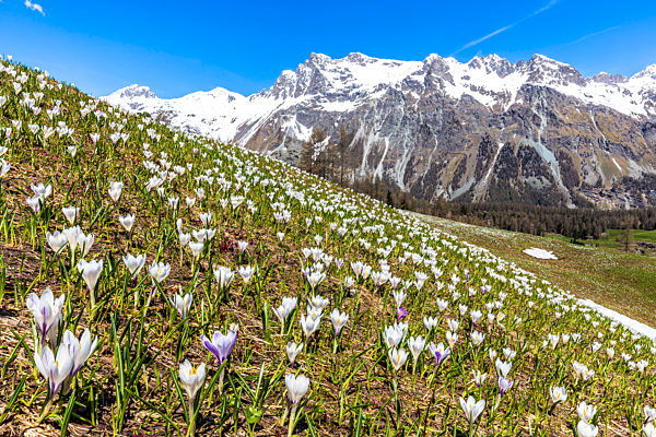 Flowering of Crocus nivea in Val Fex(Fex valley). Engadine, Canton of Grisons, Switzerland, Europe.