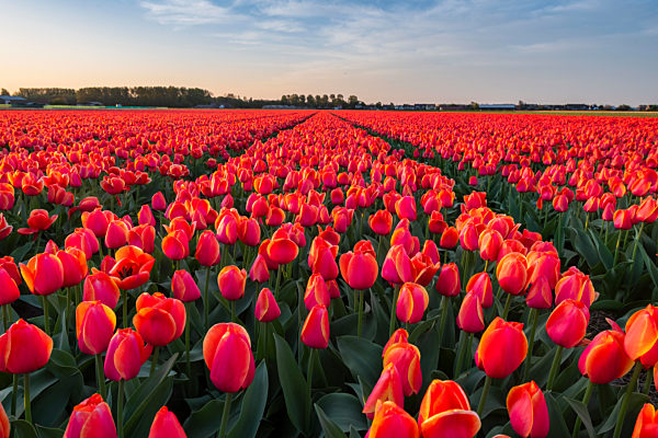 Tulip fields around Lisse