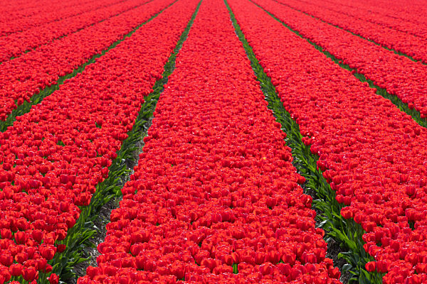 Tulips fields in Lisse