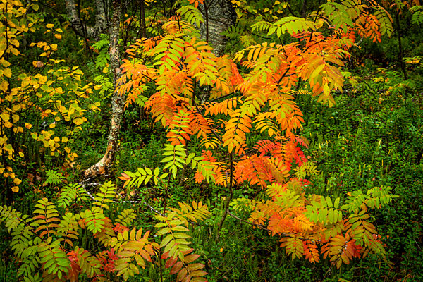 Rowan tree {Sorbus aucuparia) in autumn colour, Ruska, Muonio, Lapland, Finland.