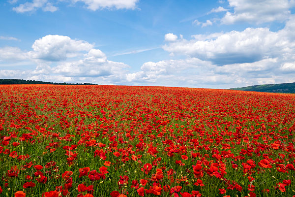 Red poppies set in the Derbyshire countryside. Baslow, Derbyshire