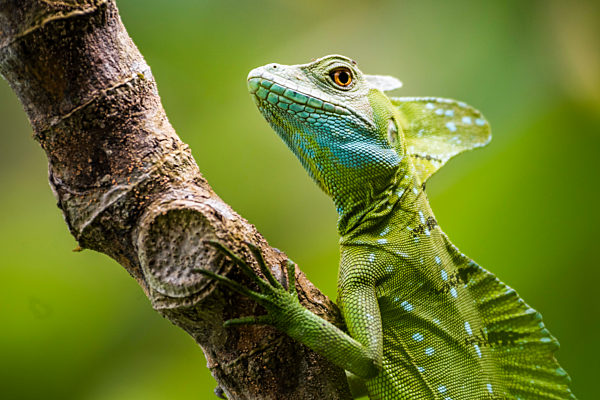 Green Plumed Basilisk Lizard (Basiliscus plumifrons), Boca Tapada, Alajuela Province, Costa Rica