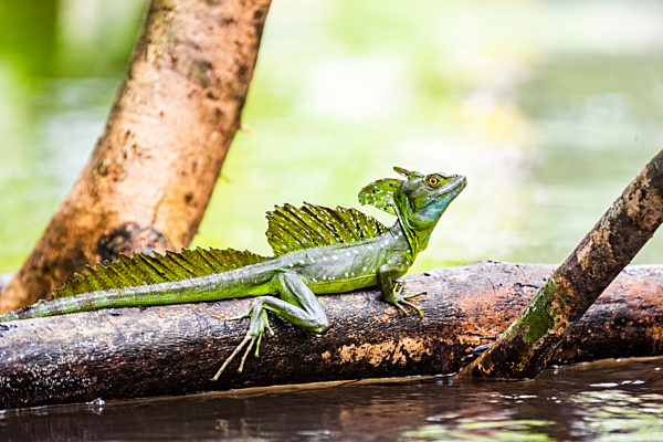Common Basilisk (aka Jesus Christ Lizard, Basiliscus Basiliscus), Tortuguero National Park, Limon Province, Costa Rica