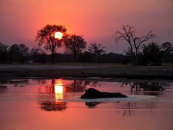 Adult hippopotamus, hippopotamus amphibius, bathing at sunset in Hwange National Park, Zimbabwe.