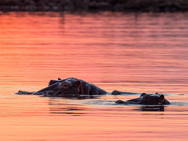 Adult hippopotamusus, hippopotamus amphibius, bathing at sunset in Lake Kariba, Zimbabwe.