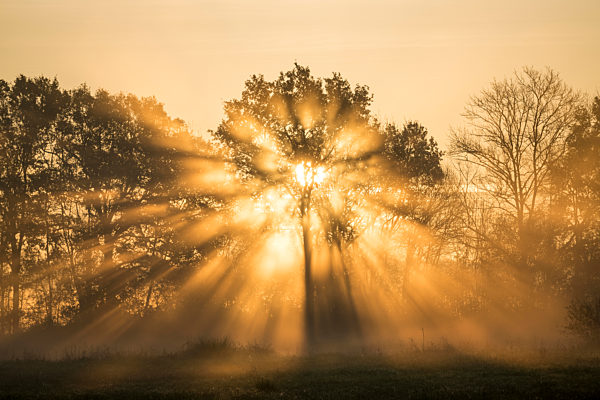 Sunrise over Trees, Les Landes, Nouvelle-Aquitaine, France