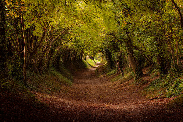 Tree tunnel with autumn colours at Halnaker Mill, Sussex, England