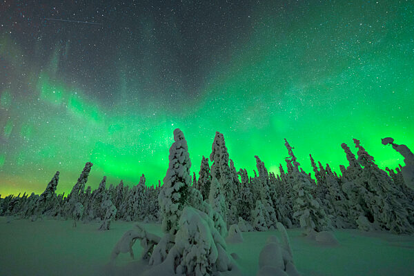 Green lights of Aurora Borealis over frozen trees covered with snow, Iso Syote, Lapland, Finland