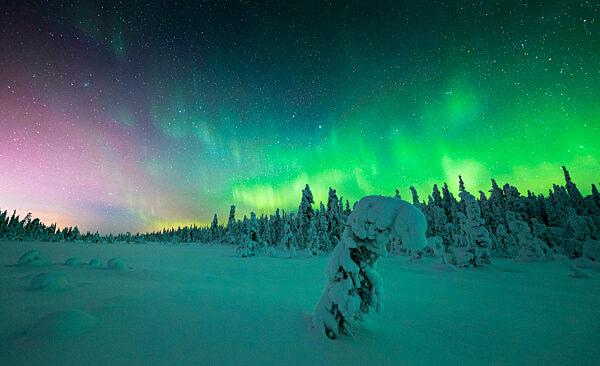 Frozen spruce tree covered with snow lit by Northern Lights, Iso Syote, Lapland, Finland