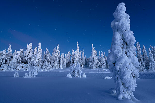 Frozen trees in the snowcapped forest under the stars at twilight, Lapland, Finland