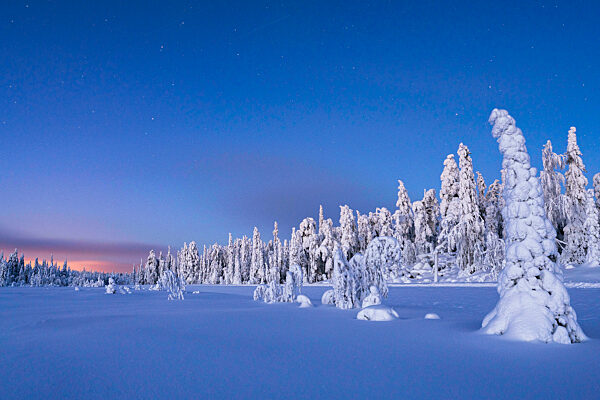 Frozen spruce trees covered with snow during winter dusk, Lapland, Finland