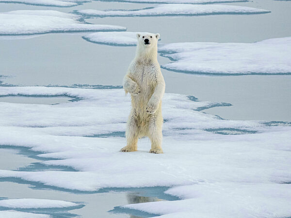 A curious young male polar bear, Ursus maritimus, standing up on the sea ice near Somerset Island, Nunavut, Canada.