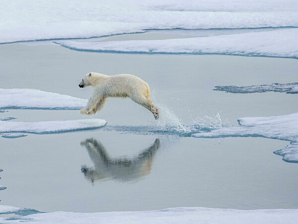 A curious young male polar bear, Ursus maritimus, leaping on the sea ice near Somerset Island, Nunavut, Canada.