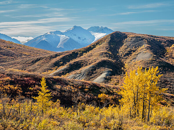 Snow covered mountains and fall color change amongst the shrubs and trees, Denali National Park, Alaska.