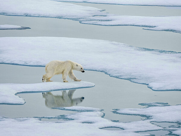 A curious young male polar bear, Ursus maritimus, walking on the sea ice near Somerset Island, Nunavut, Canada.