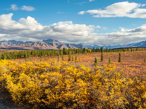 Fall color change amongst the trees and shrubs in Denali National Park, Alaska.