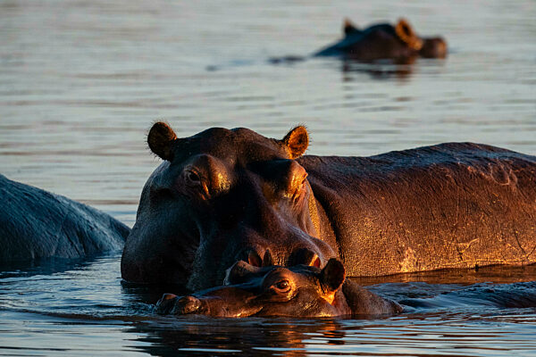 Hippopotamus (Hippopotamus amphibius) in the river Khwai, Okavango Delta, Botswana