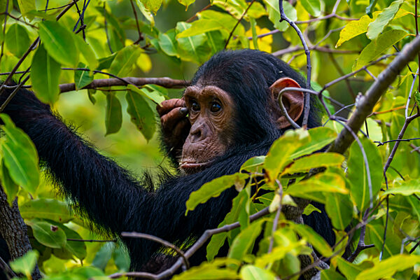 Chimpanzee, Pan troglodytes, Gombe Stream National Park, Lake Tanganyika, Tanzania