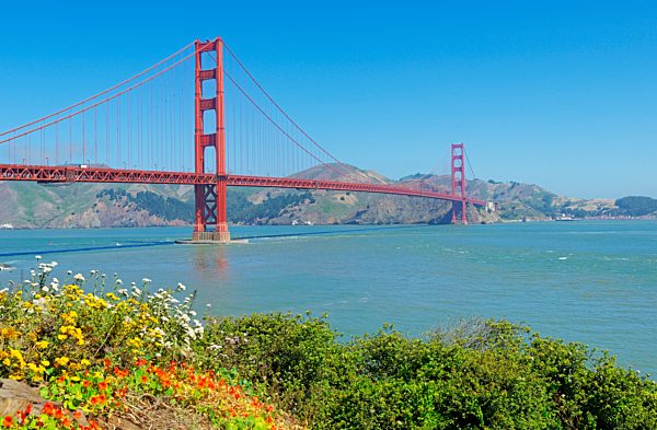 Golden Gate Bridge with flowers on hillside in foreground, San Francisco, California, USA