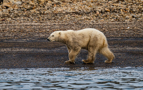 Polar bear (Ursus Maritimus) on Axel Heiberg island, Nunavut, Canadian Arcitic, Canada