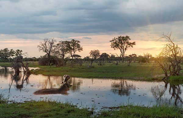 Okavango Delta, Botswana, Africa