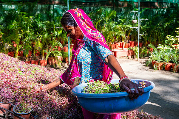 Colourful dressed woman worker, Gulab Bagh (Sajjan Niwas Garden), Udaipur, Rajasthan, India