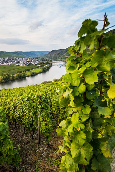 Vineyards around the Moselle atTrittenheim, Moselle Valley, Rhineland-Palatinate, Germany, Europe