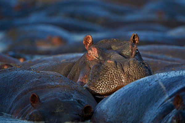 Hippopotamus (Hippopotamus amphibius), Serengeti National Park, Tanzania