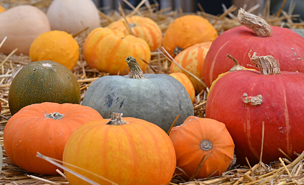 Kürbisausstellung im egapark Erfurt