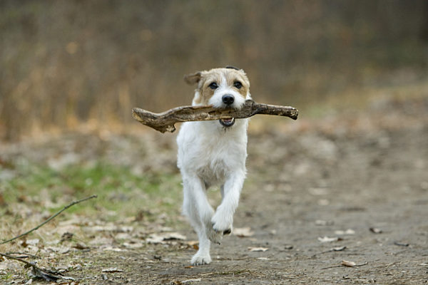 Die Jack Russell Hündin "Carry " des deutschen Tischtennisspielers Timo Boll...