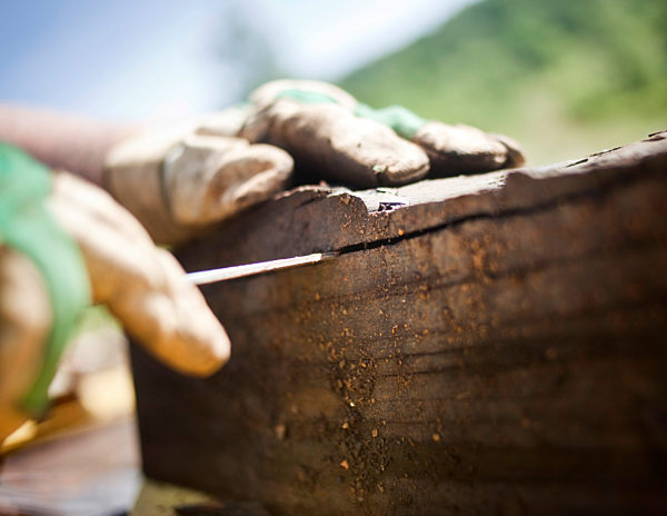 UNESCO-Welterbe Grube Messel